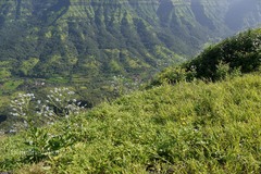 Paracaryopsis lambertiana